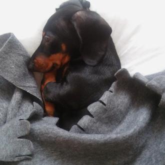 Foto de Blacky, macho y de raza Teckel