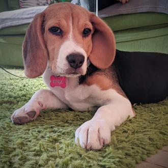 Foto de kora, hembra y de raza Beagle