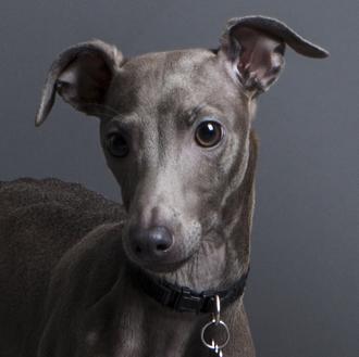 Foto de Cooper, macho y de raza Lebrel italiano