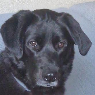 Foto de Noa, hembra y de raza Labrador retriever