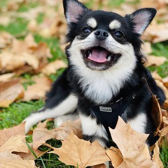 Foto de Blu, macho y de raza Chihuahua