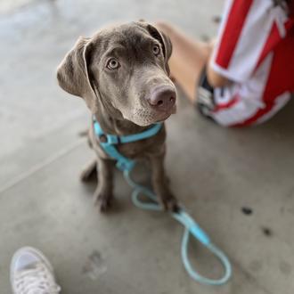 Foto de Harry, macho y de raza Labrador Retriver Silver