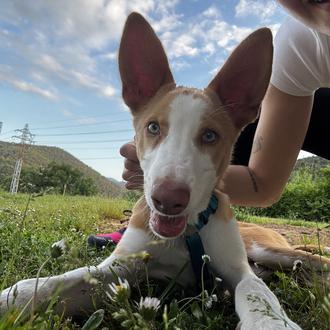 Foto de Max, macho y de raza Podenco