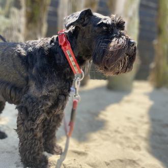 Foto de 1, macho y de raza Schnauzer nain