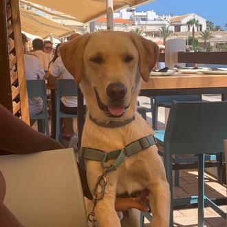 Foto de Milo, macho y de raza Labrador