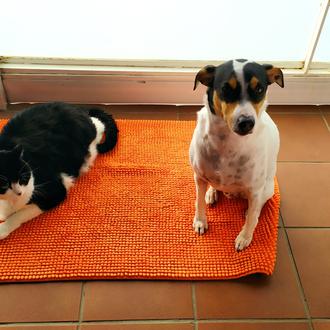 Foto de Pumba, macho y de raza Bodeguero