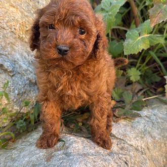 Foto de Teddy, macho y de raza Caniche Toy