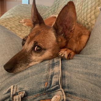 Foto de Aluna, hembra y de raza Mestizo Podenco