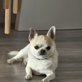 Foto de Teo, macho y de raza Chihuahua