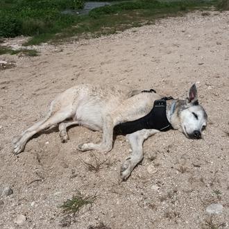 Foto de Keto, macho y de raza Mestizo galgo