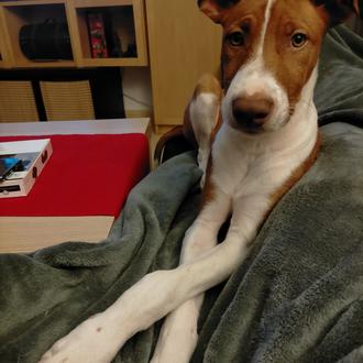 Foto de Jack, macho y de raza Podenco