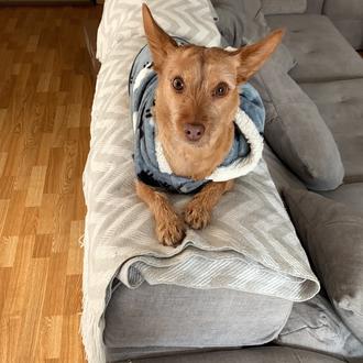 Foto de Luke skywalker, macho y de raza Mestizo podenco portugues/yorkshure