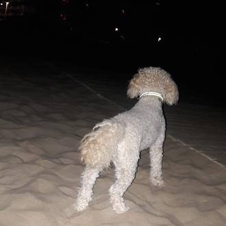 Foto de Opa, hembra y de raza Caniche