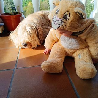 Foto de Leo, macho y de raza Mestizo