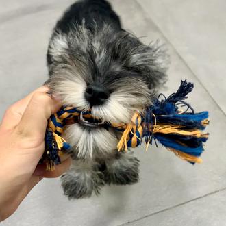 Foto de Cooper, macho y de raza Schnauzer Mini