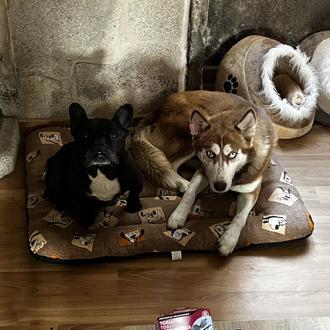 Foto de Sia, hembra y de raza Husky Siberiano