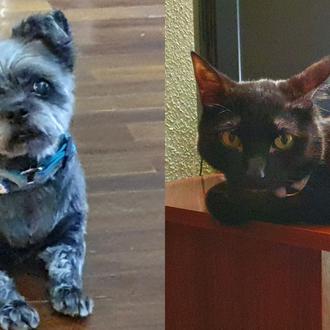 Foto de mara, hembra y de raza mestiza