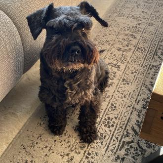 Foto de 1, macho y de raza Schnauzer nain