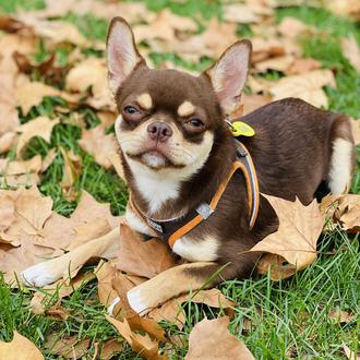 Foto de Coco, macho y de raza Chihuahua