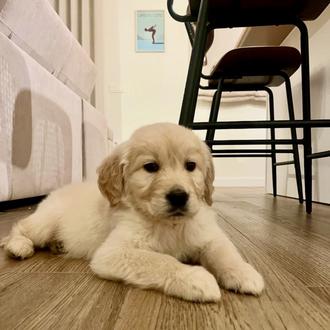 Foto de Dante, macho y de raza Golden Retriever