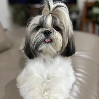 Foto de Siri, hembra y de raza Shih Tzu