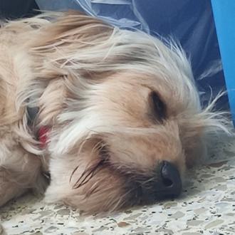 Foto de Nala, hembra y de raza Mestiza