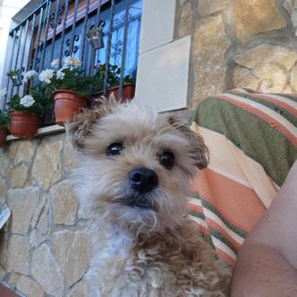 Foto de Pupy, macho y de raza Mestizo