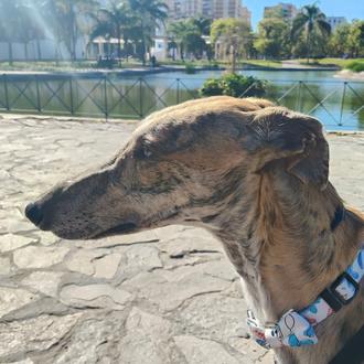 Foto de Dante, macho y de raza Galgo