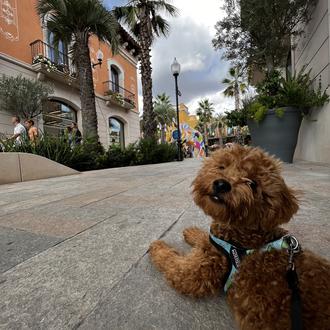 Foto de Dante, macho y de raza Caniche