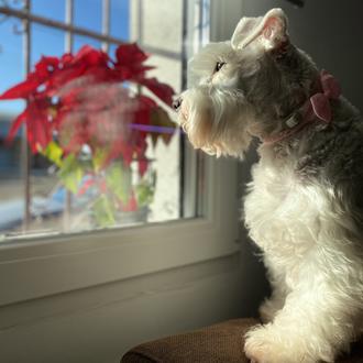 Foto de Noa, hembra y de raza Schnauzer mini