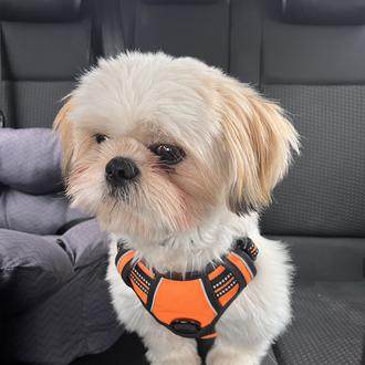 Foto de Milo, macho y de raza shih tzu