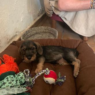 Foto de BIMBA II, hembra y de raza Teckel