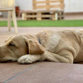Foto de Habana, hembra y de raza Labrador