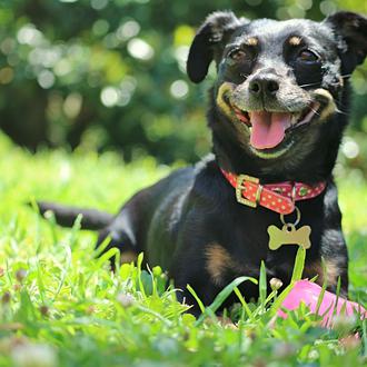 Foto de Diva, hembra y de raza Mestiza