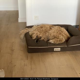 Foto de Diva, hembra y de raza Galgo Afgano