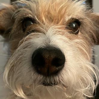 Foto de Molly, hembra y de raza Mestizo