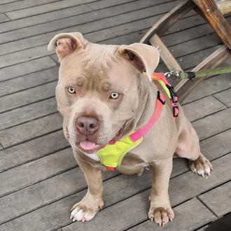 Foto de Hades, macho y de raza American Bully