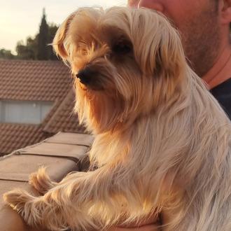 Foto de Messi, macho y de raza Yorkshire Terrier