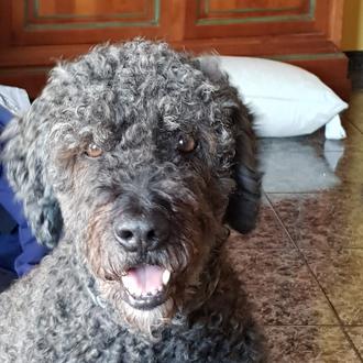 Foto de Baloo, macho y de raza Perro de Aguas Español