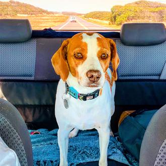 Foto de Max, macho y de raza Mestizo