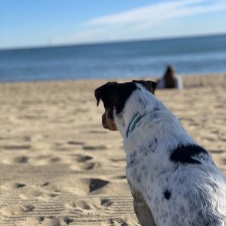 Foto de Toro, macho y de raza Jack Russell Terrier