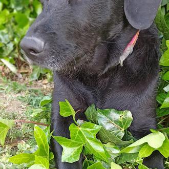 Foto de Laika, hembra y de raza Labradora