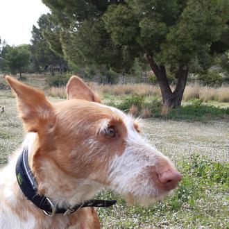 Foto de Lily, hembra y de raza Podenco