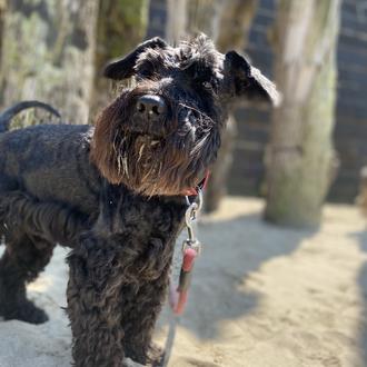 Foto de 1, macho y de raza Schnauzer nain