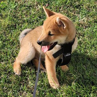 Foto de Koji, macho y de raza Shiba