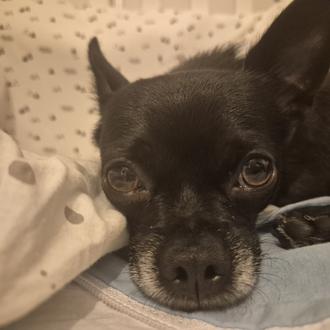 Foto de Rocko, macho y de raza Chihuahua