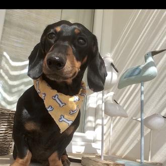 Foto de CURRO, macho y de raza TECKEL