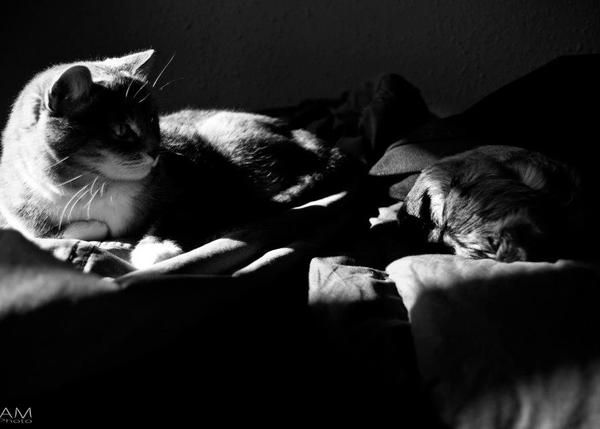 gallery-active-img