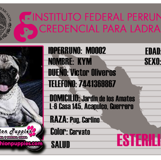 Foto de kym, hembra y de raza pug