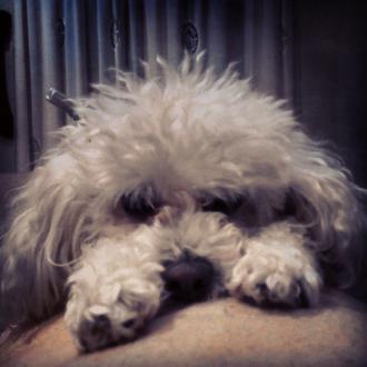Foto de Lola, hembra y de raza Caniche